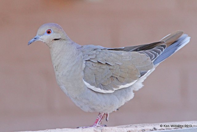 White-winged Dove, Patagonia State Park, AZ, 2-14-13, Ja_23799.jpg
