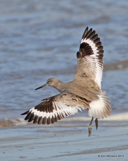 Willet, western subspecies non breeding plumage, Pismo Bay, CA, 2-23-13, Ja_27195.jpg