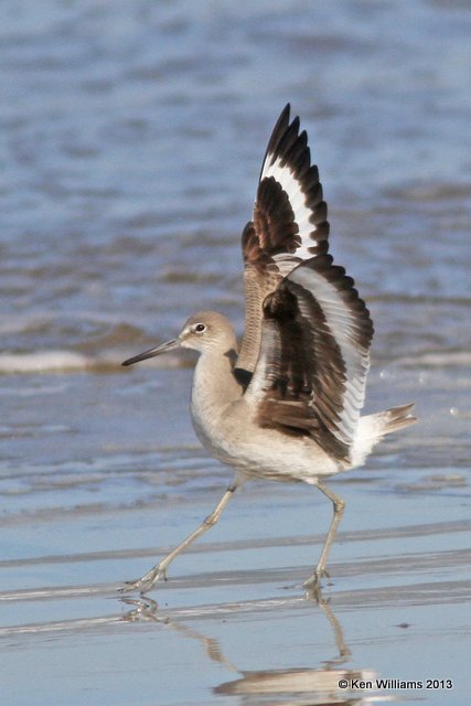 Willet, western subspecies non breeding plumage, Pismo Bay, CA, 2-23-13, Ja_27197.jpg