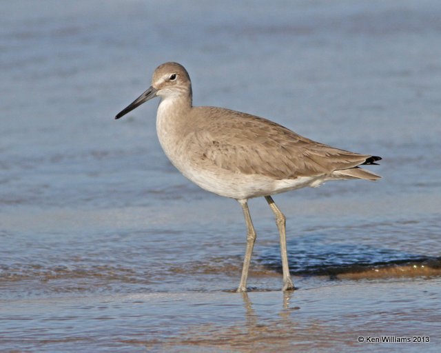 Willet, western subspecies non breeding plumage, Pismo Bay, CA, 2-23-13, Ja_27228.jpg