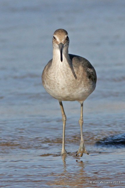 Willet, western subspecies non breeding plumage, Pismo Bay, CA, 2-23-13, Ja_27229.jpg