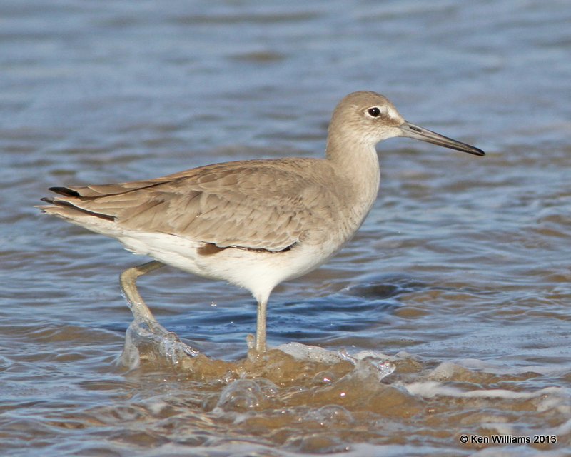 Willet, western subspecies non breeding plumage, Pismo Bay, CA, 2-23-13, Ja_27235.jpg