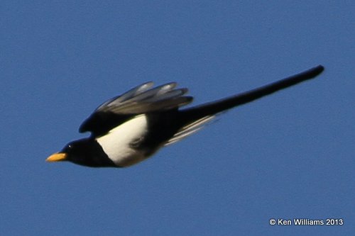 Yellow-billed Magpie, HY 58, CA, 2-24-13, Jas_28548.jpg