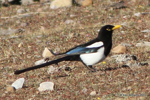 Yellow-billed Magpie, HY 58, CA, 2-24-13, Jas_28560.jpg