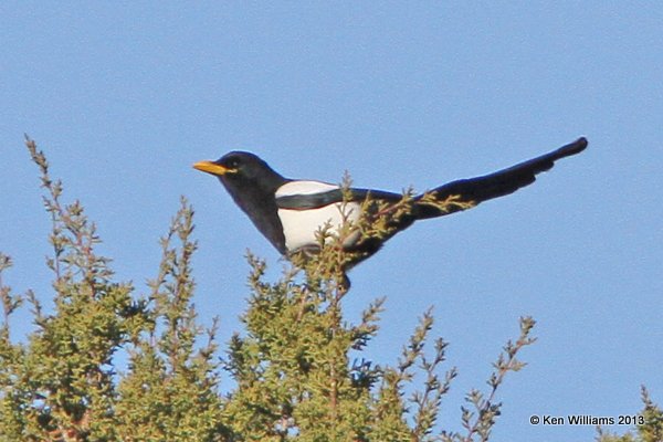 Yellow-billed Magpie, HY 58, CA, 2-24-13, Jas_28569.jpg