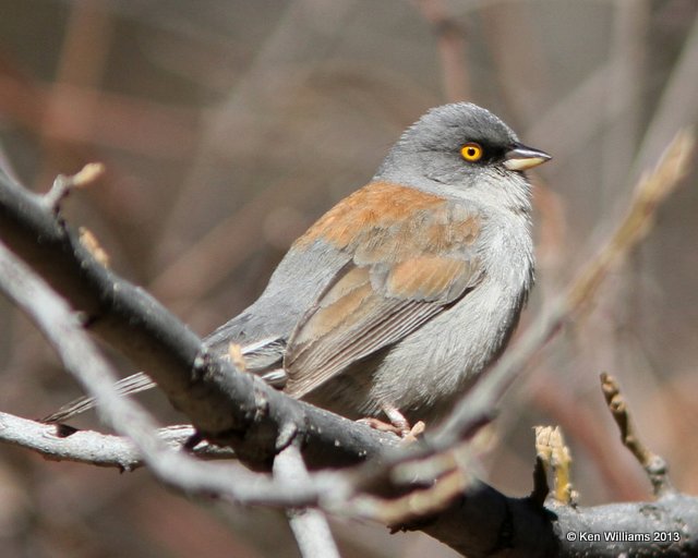 Yellow-eyed Junco, Mt Lemmon, Tucson, AZ, 2-18-13, Ja_25871.jpg