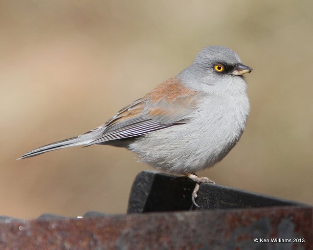 Yellow-eyed Junco, Mt Lemmon, Tucson, AZ, 2-18-13, Ja_25889.jpg