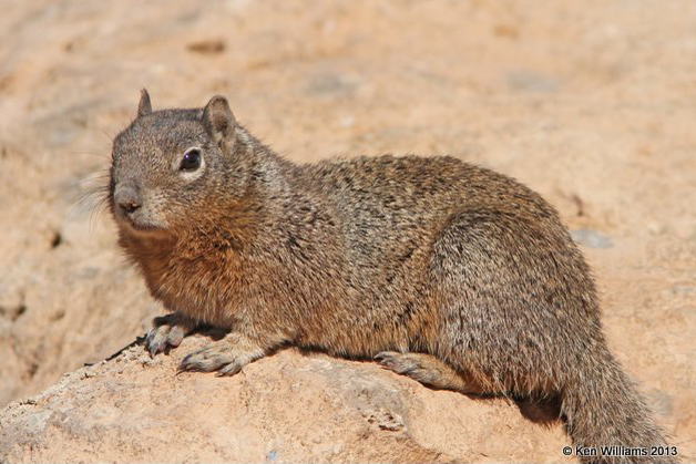 Rock Squirrel South Rim Grand Canyon AZ 2-26-13 Ja_28650.jpg