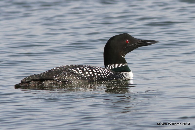 Common Loon, Lake Yahola, Tulsa Co, OK, 3-27-13, Ja_005442.jpg