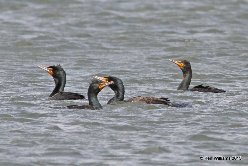 Double-crested Cormorants, Lake Yahola, Tulsa Co, OK, 3-27-13, Ja_005884.jpg