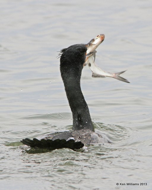 Double-crested Cormorant with shad, Lake Yahola, Tulsa Co, OK, 3-27-13, Ja_006358.jpg