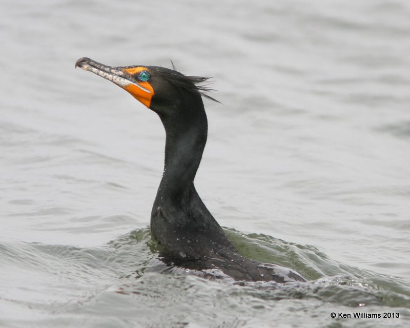 Double-crested Cormorant, Lake Yahola, Tulsa Co, OK, 3-27-13, Ja_006594.jpg