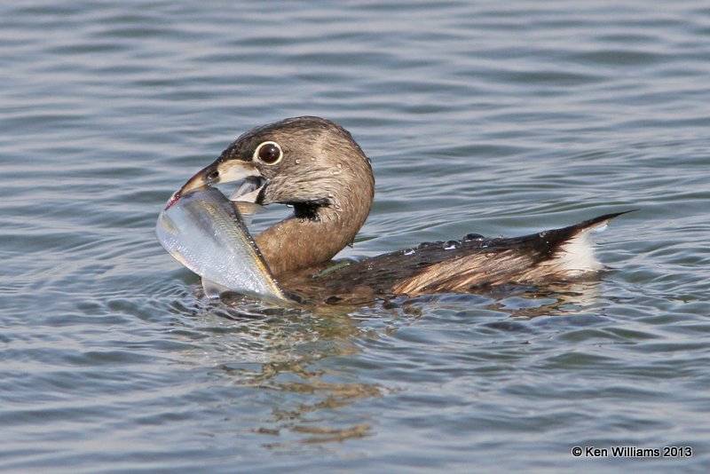 Pied-billed Grebe - breeding plumage with shad, Lake Yahola, Tulsa Co, OK, 3-27-13, Ja_005499.jpg