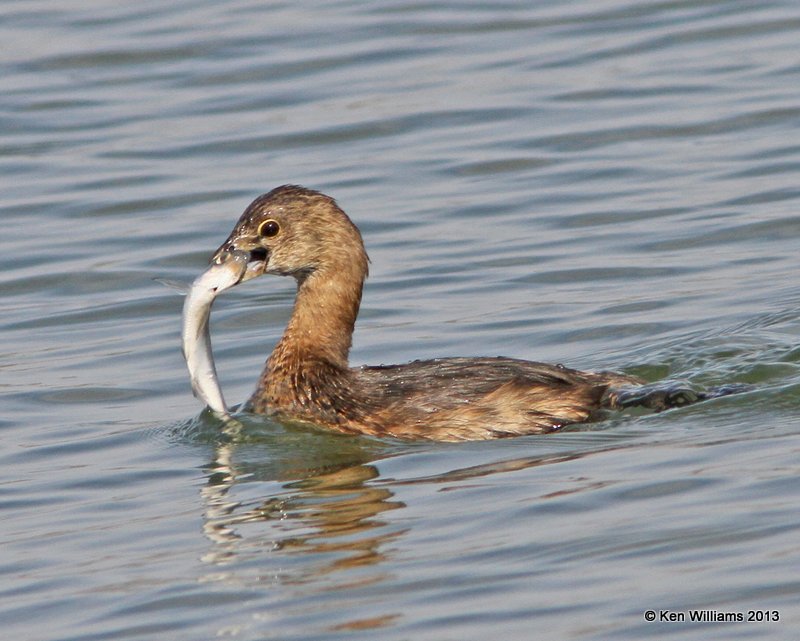 Pied-billed Grebe - breeding plumage with shad, Lake Yahola, Tulsa Co, OK, 3-27-13, Ja_005622.jpg
