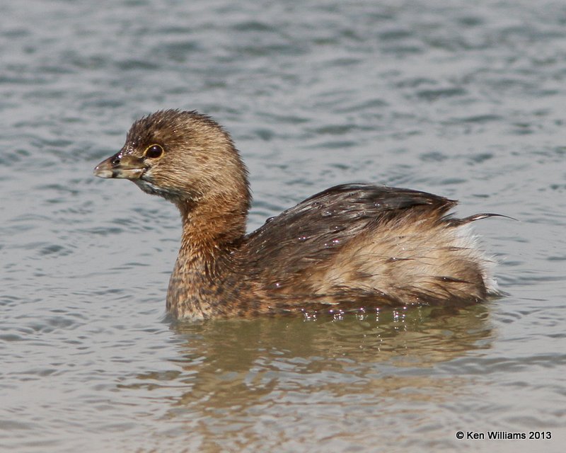 Pied-billed Grebe - nonbreeding plumage, Lake Yahola, Tulsa Co, OK, 3-27-13, Ja_005894.jpg