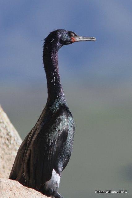 Pelagic Cormorant, Morro Bay, CA, 2-24-13, Ja_28208.jpg