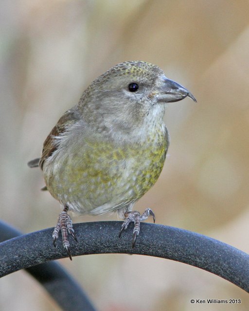 Red Crossbill juvenile female, Tulsa, OK, 4-11-13, Ja_007054.jpg