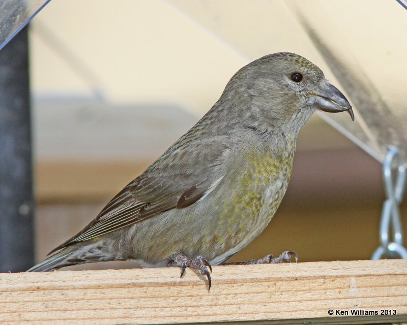 Red Crossbill juvenile female, Tulsa, OK, 4-11-13, Ja_007079.jpg