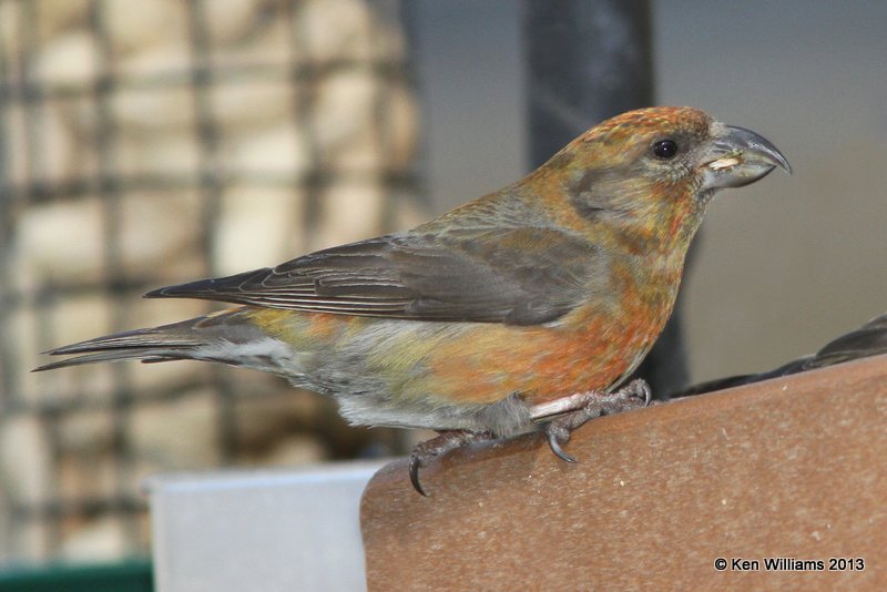 Red Crossbill juvenile male, Tulsa, OK, 4-11-13, Ja_006911.jpg