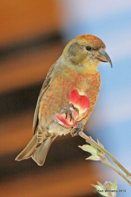 Red Crossbill juvenile male, Tulsa, OK, 4-11-13, Ja_006989.jpg