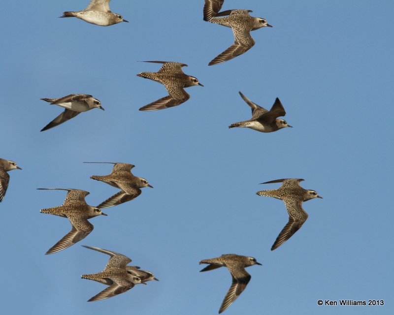 American Golden Plover flock nonbreedng, Wagoner Co, OK, 4-1-13, Ja_006675.jpg