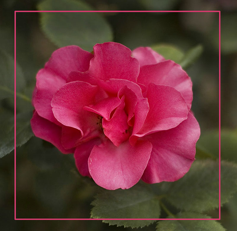 Rose Version 3