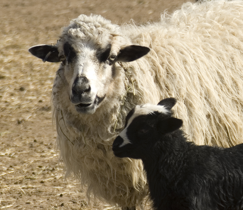 Spring Lamb Original