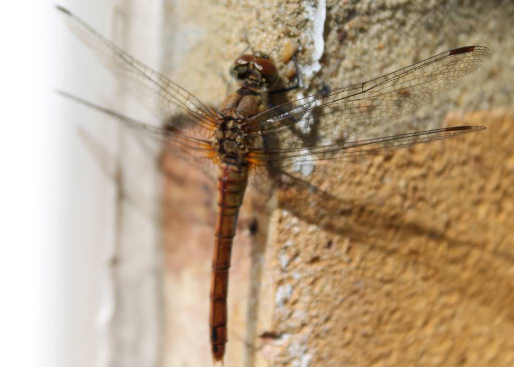 Dragonfly