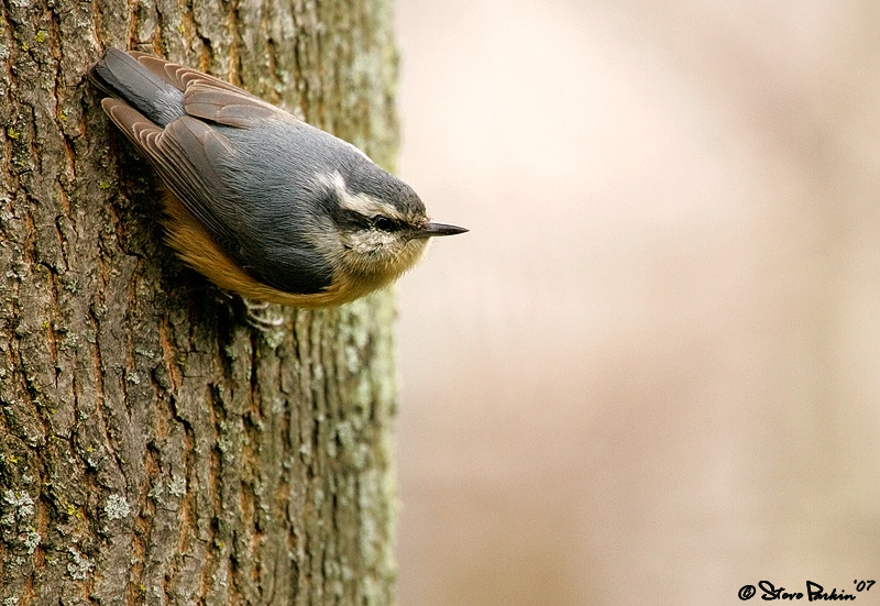 Red Breasted Nuthatch