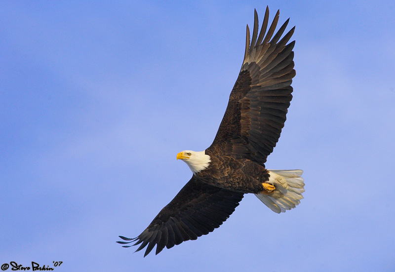 Bald Eagle