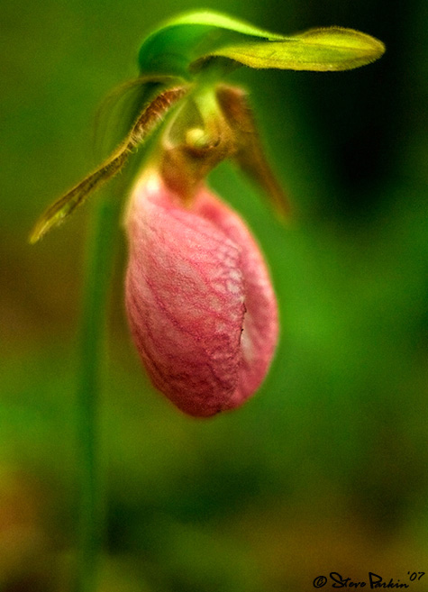 Pink Ladys Slipper