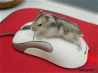 mousehump.gif