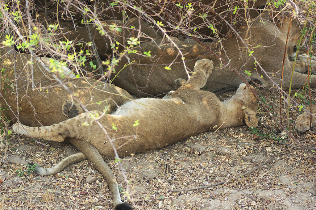 Lions