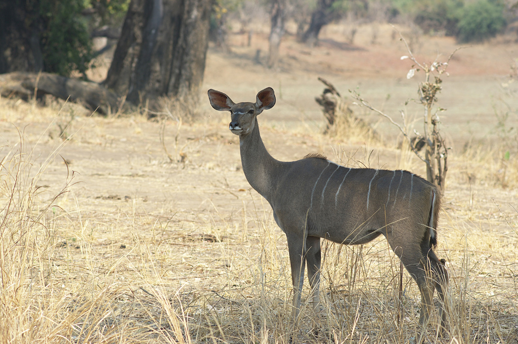 Kudu