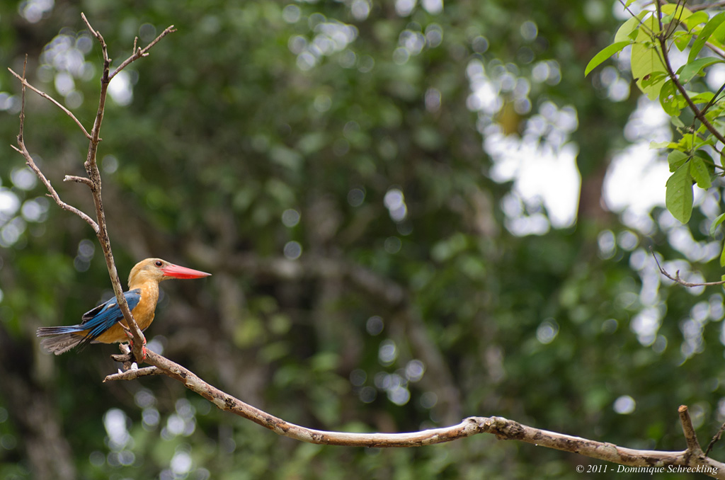 Pelargopsis capensis