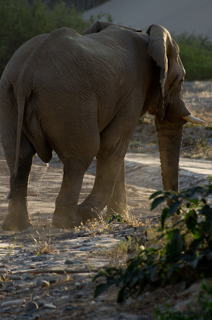 Elephant in the desert