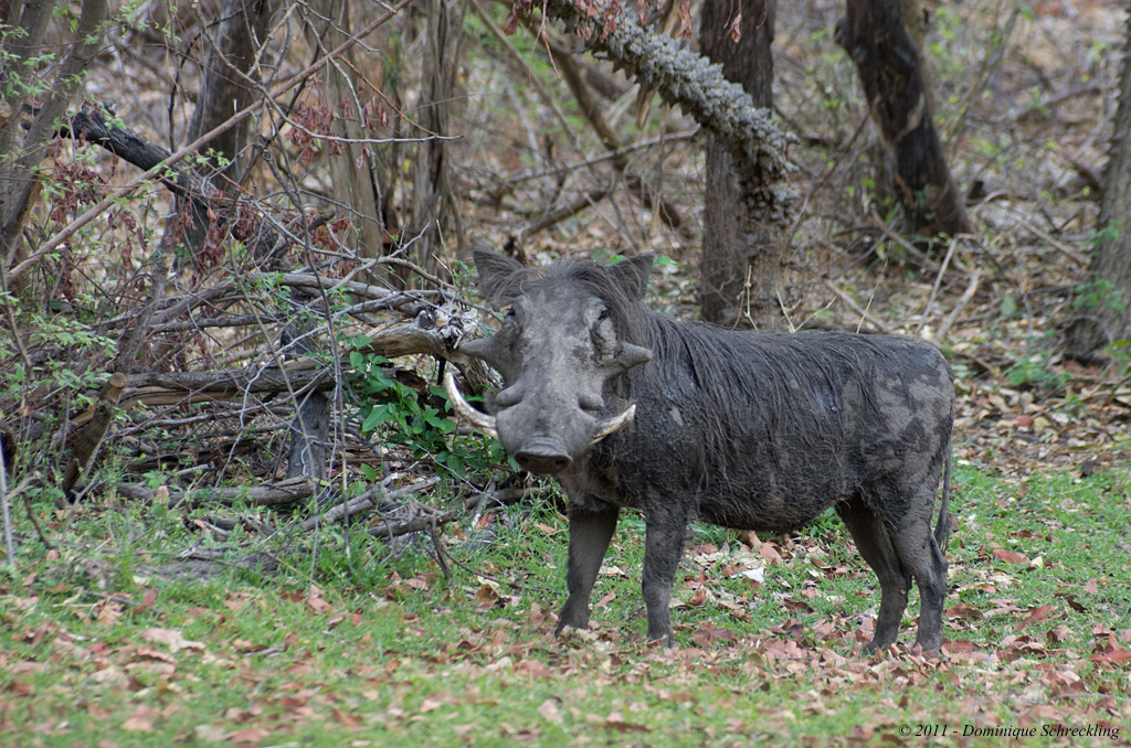 Warthog