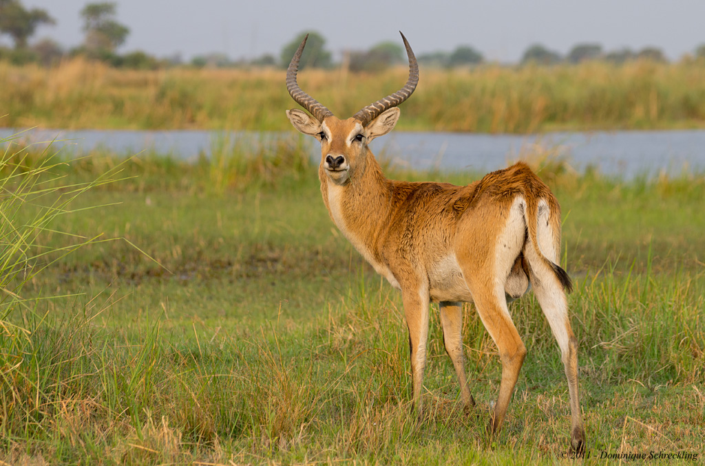 Lechwe