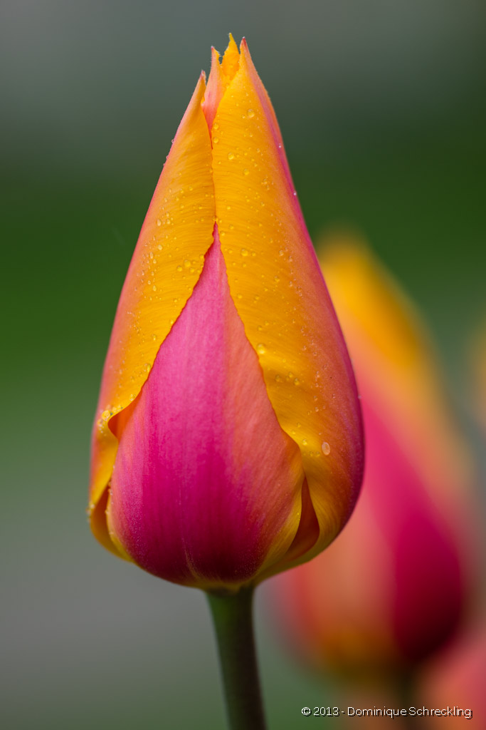 Ftes de la Tulipe 2013