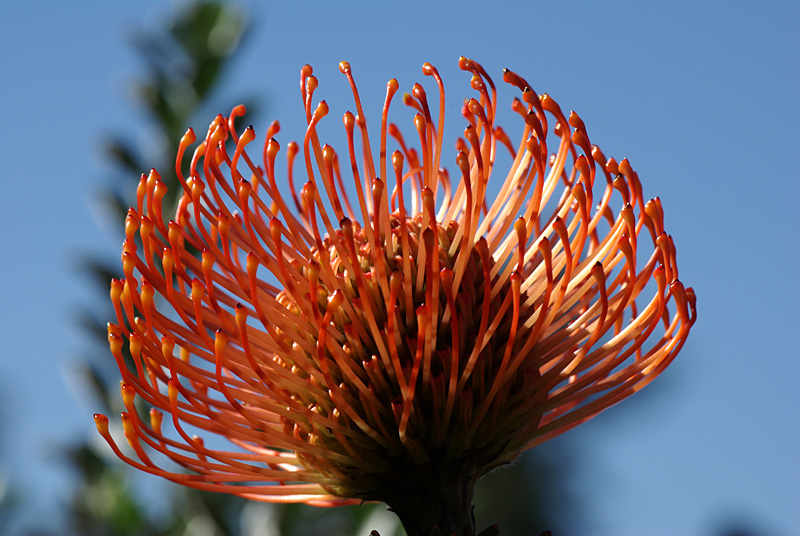 Protea