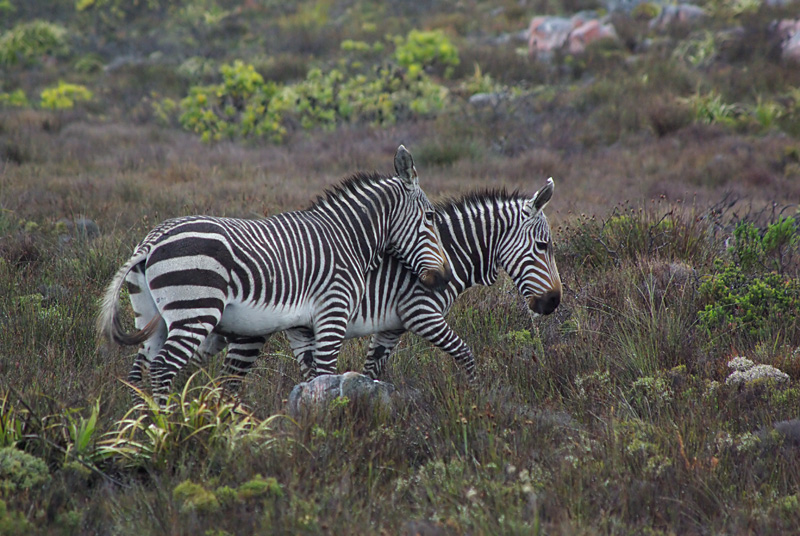 Cape Mountain Zebra