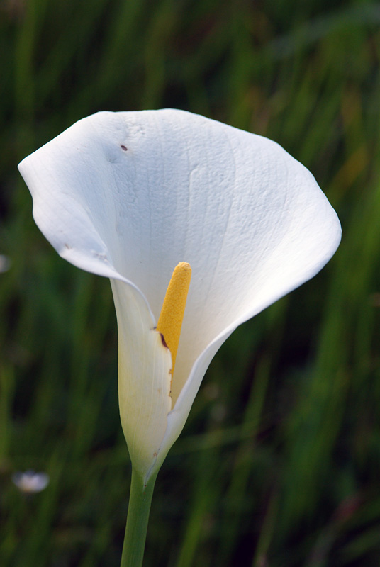 Zantedeschia aethiopica