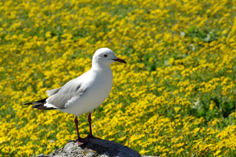 Larus hartlaubii