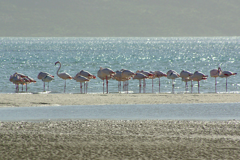 Phoenicopterus ruber