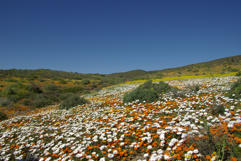Namaqualand