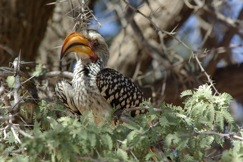 Tockus flavirostris