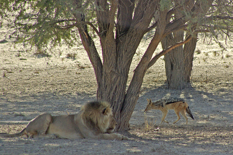 Lion and Jackal