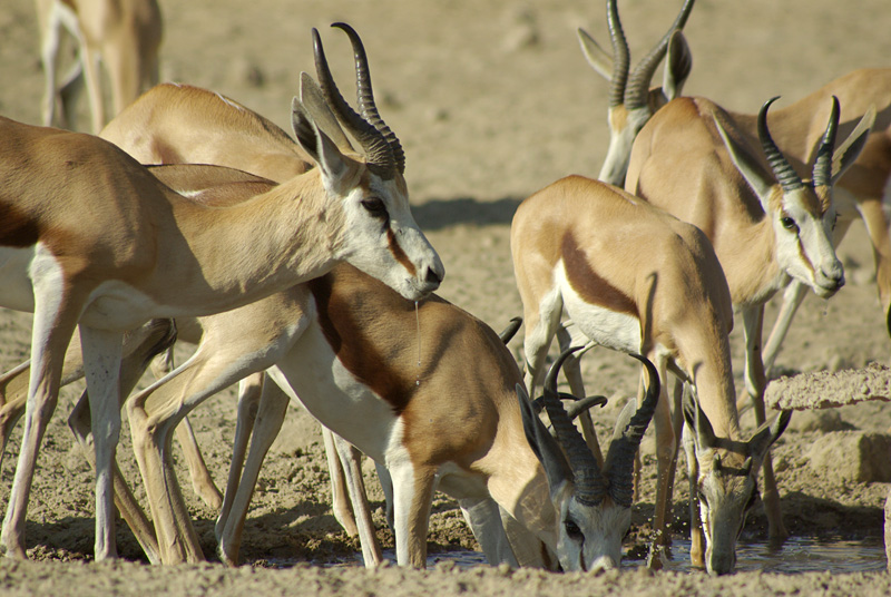 Springbok