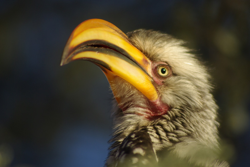 Tockus flavirostris