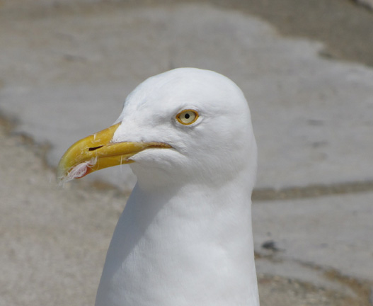 The aggressive gull